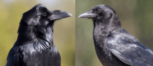 raven and crow difference
