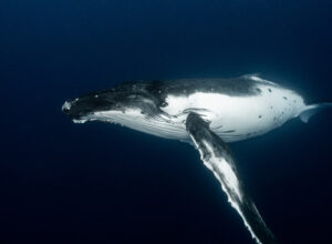 Whale in the depths of the ocean