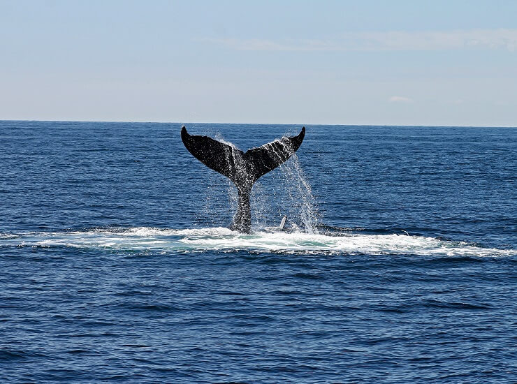 whale song