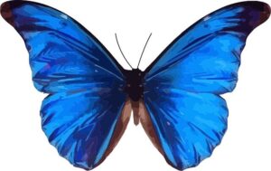 Blue Morpho Butterfly