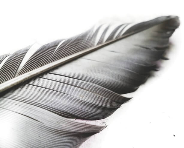 WHAT does the feather symbolize