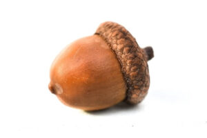 acorn
