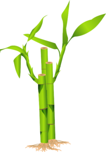 bamboo