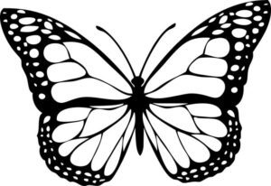 butterfly