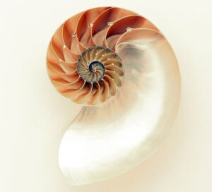 nautilus shell