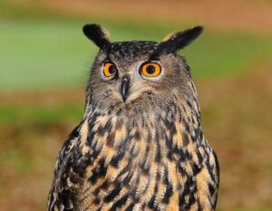 owl