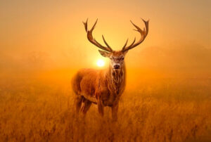 stag