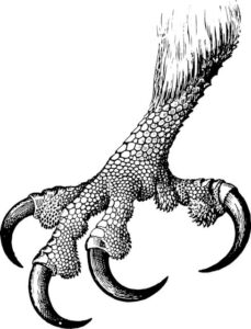 Eagle Talons